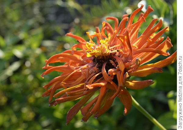 Циния "Гламурная девочка"