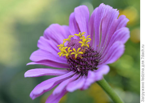 Цветы в цветке...