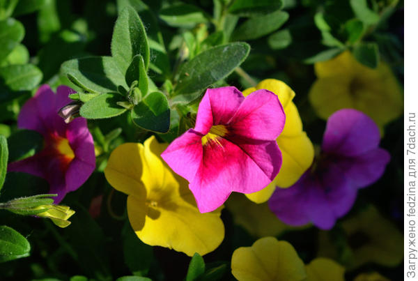 Калиброхоа