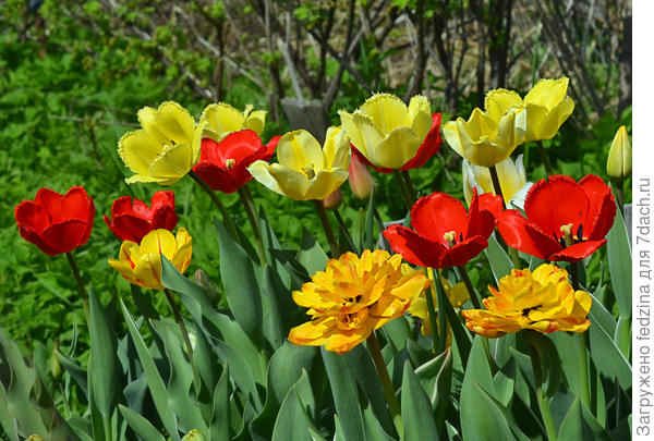 тюльпановая весна