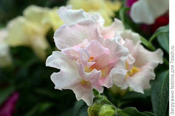 Твинни Роз пахнет пионами