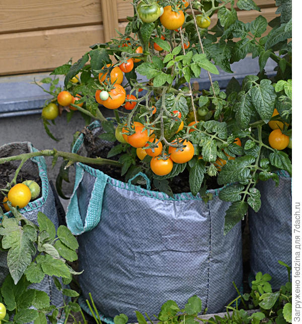 Нижегородский кудяблик