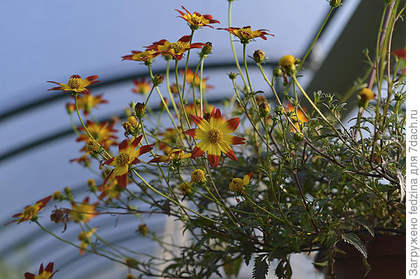 Биденс в ампеле