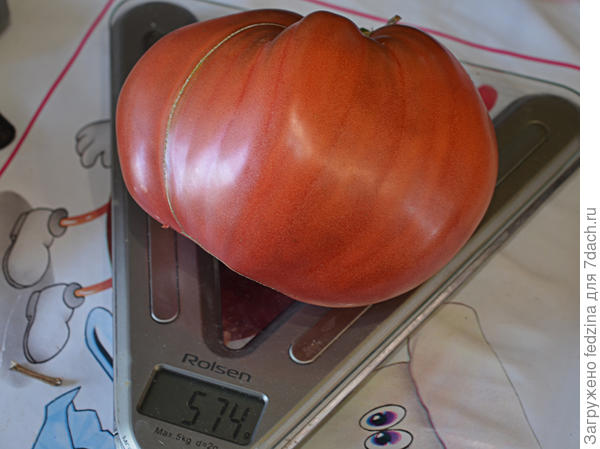 Чёрное  Бычье сердце