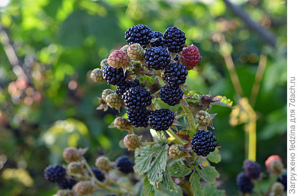 Моя чёрная ягодка