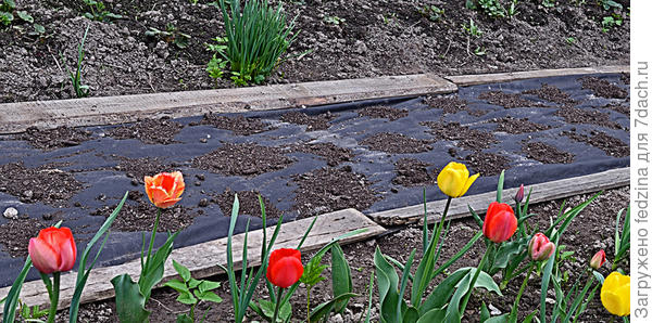 Начало мая - картофель посажен...