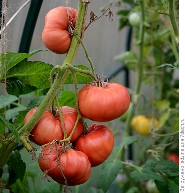 Третьяковский