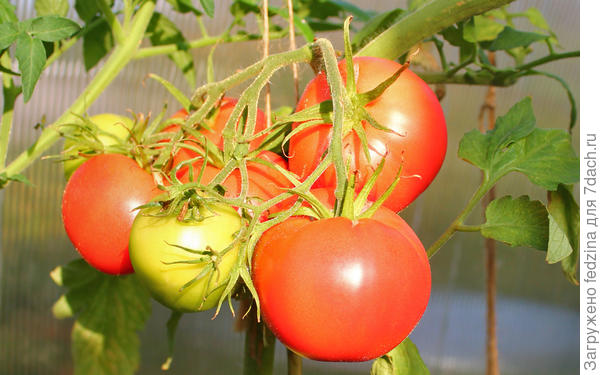 Третьяковский в солнечный день