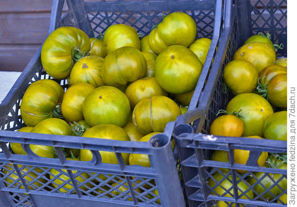 Это урожай лягушек (томат Царевна лягушка) с плохо отпасынкованного томатного куста.