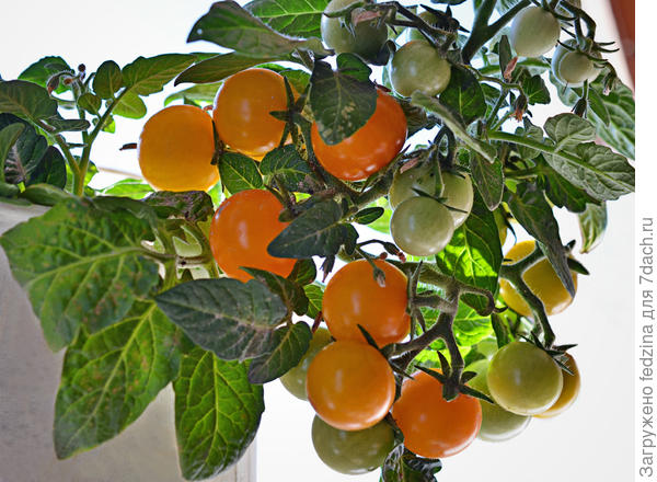 Венус в горшке на окошке