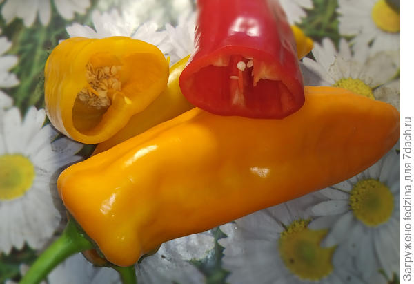 Палермо из Магнита