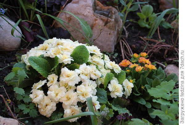 Примула Розанна белая на даче