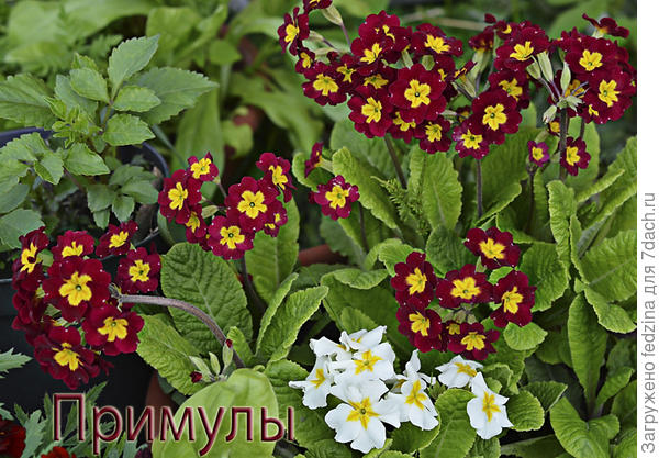 Самые простенькие и выносливые