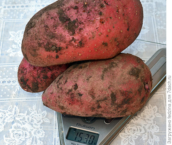 &quot;Моцарт&quot;. Посадка была рассадой.