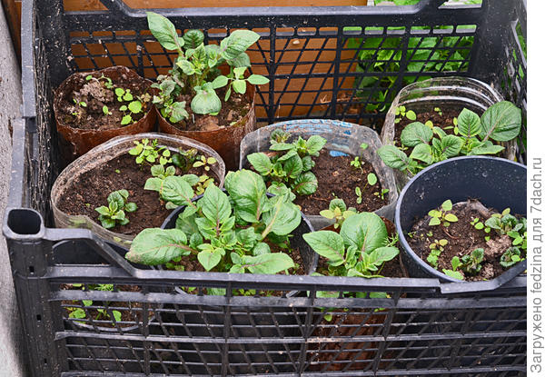 Рассада картофеля Моцарт