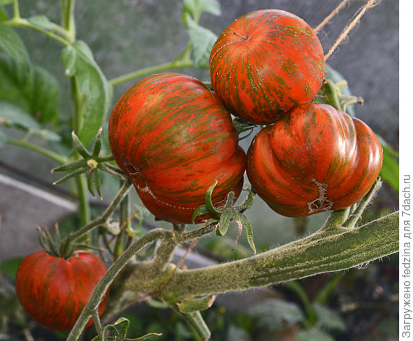 Полосатый шоколад 18г