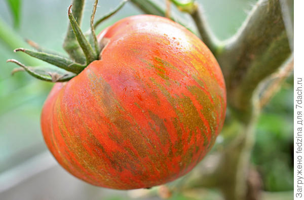 Полосатый шоколад 18г днём