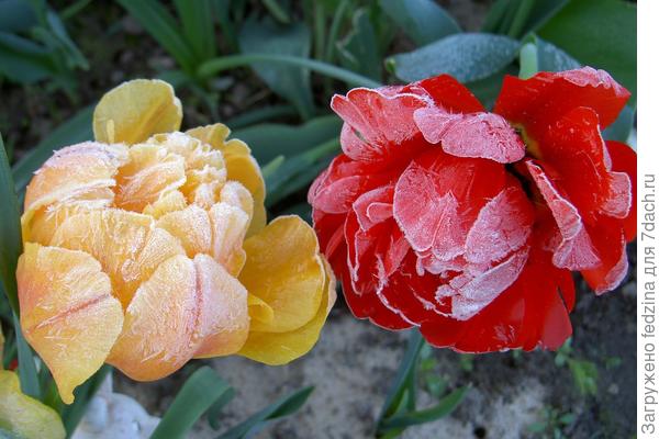 В заморозок