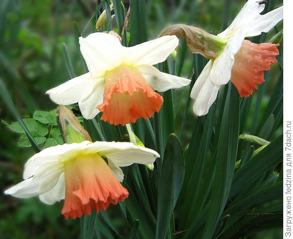 На лепестках росинки, ка слезинки...