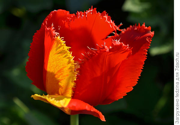 Пополамчик...