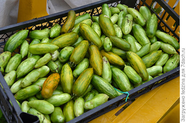 Урожай с одного куста...