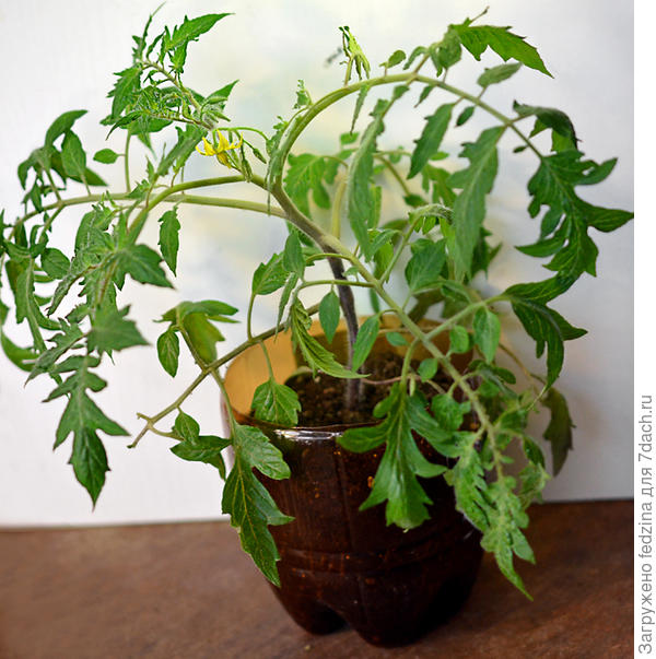 Сосиска зелёная. Рассада.