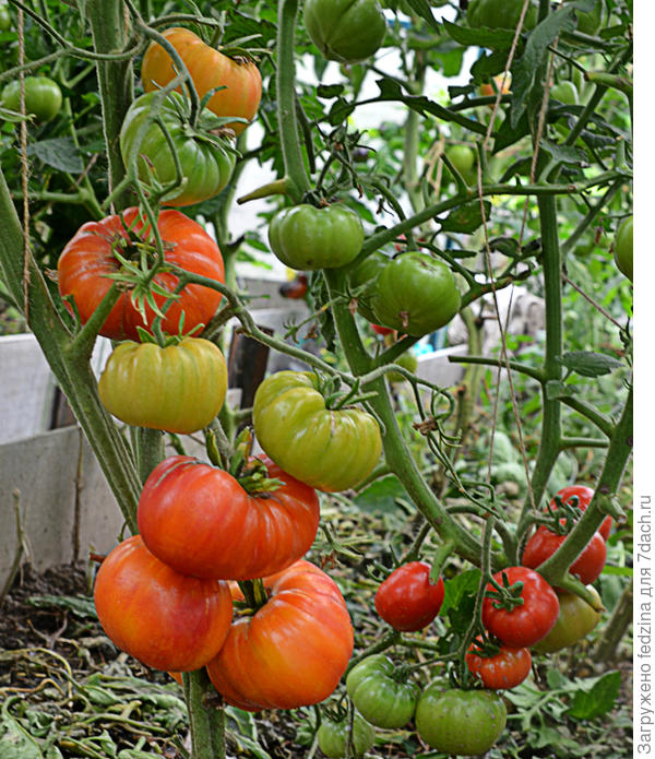 Фероковкай