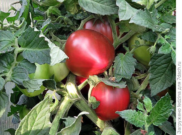 Пурпурное сердце