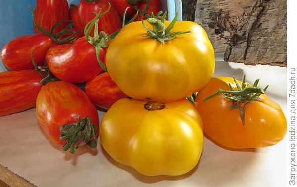 Золотой цыган