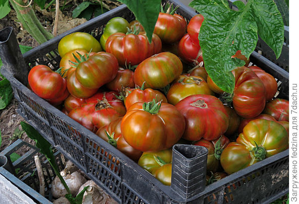 Дельта Дивер красный