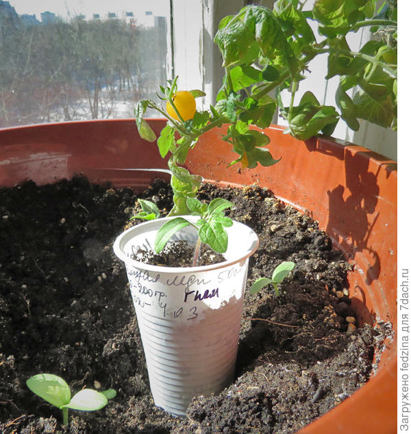 гном Спящая леди