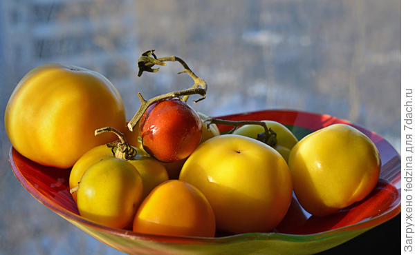 Дожившие до февраля