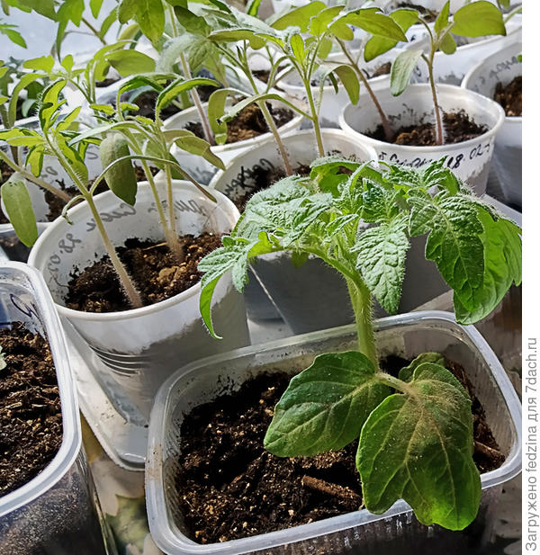 Гномик отличается в рассаде...