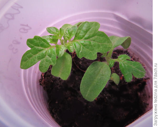 Гном Пояс Ориона