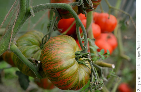 Green Copia (Зеленая копия)