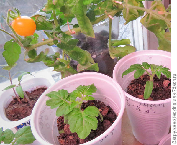 Пояс Ориона