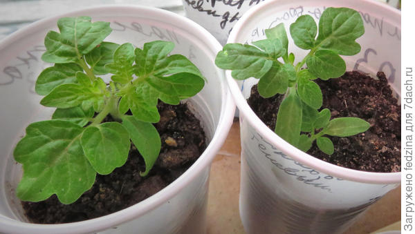 Пояс Ориона и Арктическая роза