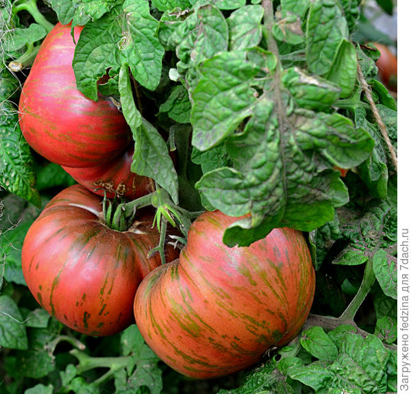 Тенесси Сьюит с первого куста