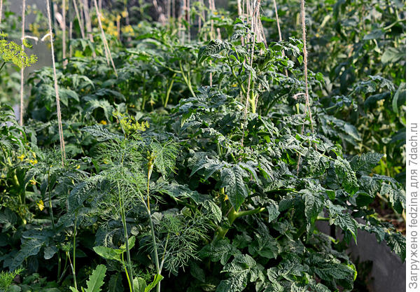 Это гномики в теплице в два ряда