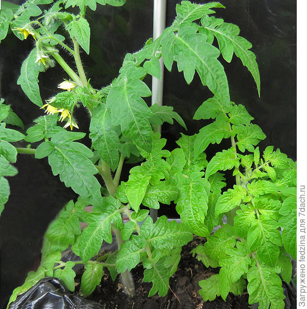 Пояс Ориона 2 шт.