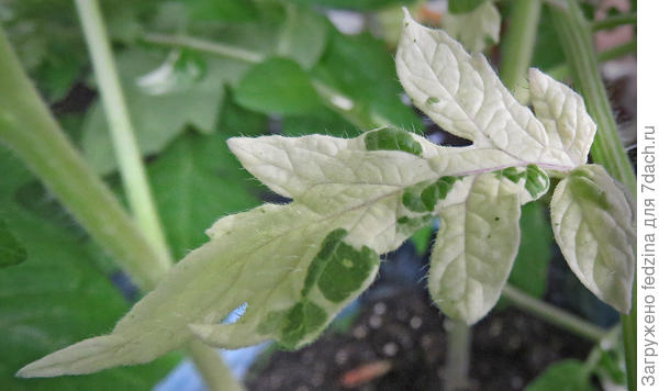 Голубые побрякушки