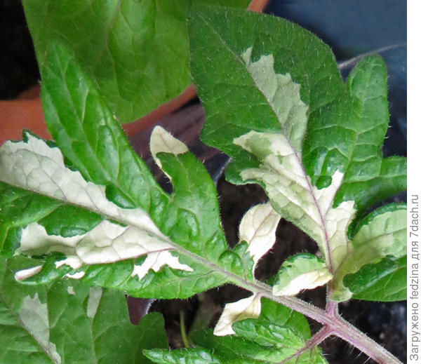 Лист томата Голубые побрякушки