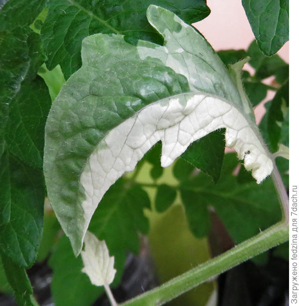 вариегатный лист