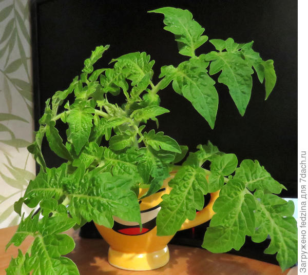 Пояс ориона с 3 семядольными листами