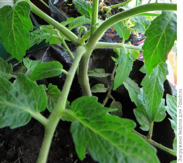 Комнатный гном без точки роста