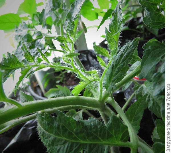 Комнатный гном с двумя пасынками