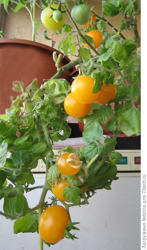 Венус или Балкони Элоу F1