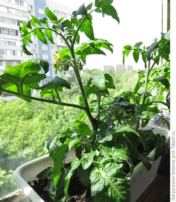 Вишни Мокхи