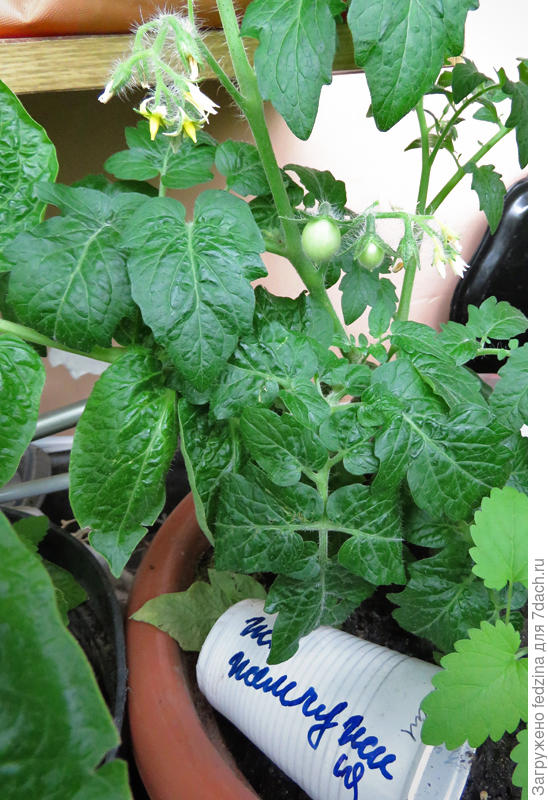 Ж. жемчужина