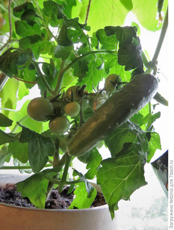 Венус и "Городской огурчик"